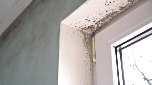 Best Black Mold Removal  in Brass Castle, NJ