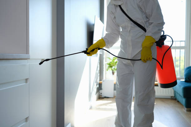 Best Local Mold Removal Service  in Brass Castle, NJ