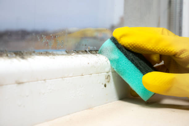 Best Attic Mold Removal  in Brass Castle, NJ