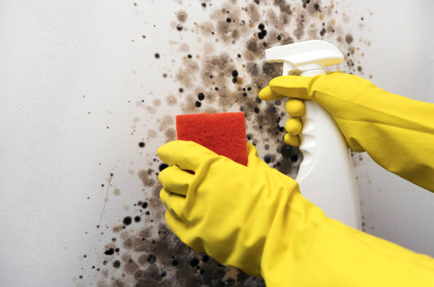 Best Fast Mold Removal  in Brass Castle, NJ