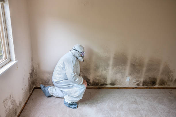 Best Attic Mold Removal  in Brass Castle, NJ