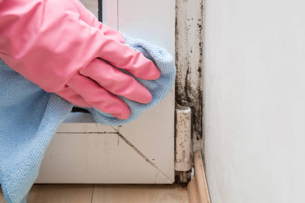 Best Crawl Space Mold Removal  in Brass Castle, NJ