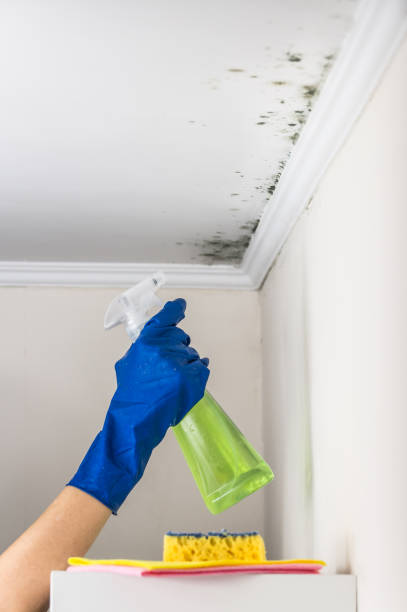 Trusted Brass Castle, NJ Mold Removal Experts